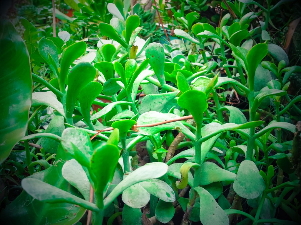 DSCF4839
