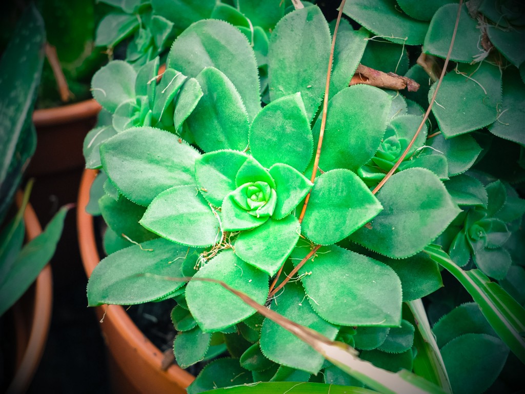 DSCF4842