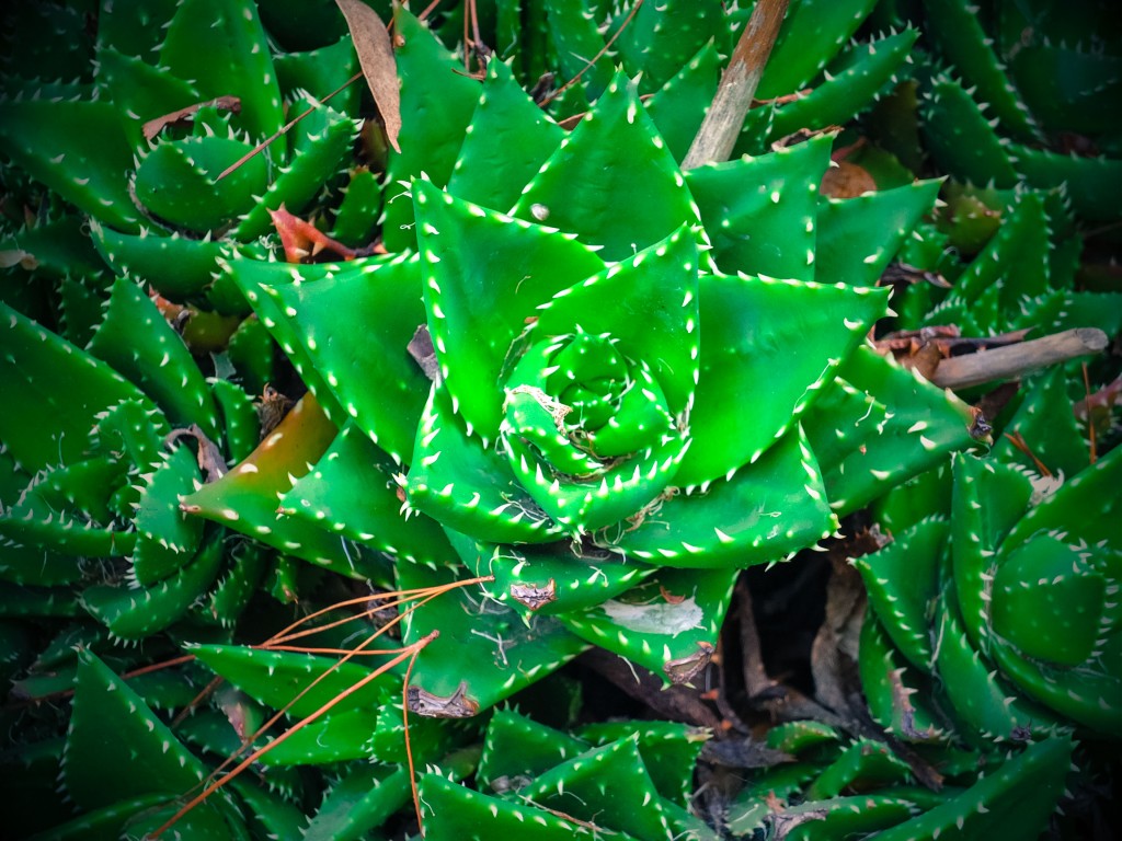 DSCF4844